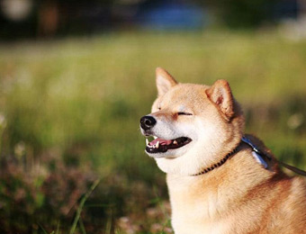 日本幸福的柴犬 睡觉也不停止微笑